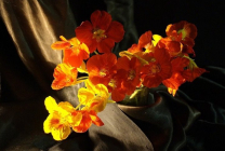 Termesztése sarkantyúvirág (50 fotó) a magokat, ha a növény, göndör, feltételeit, gondoskodás, palánták, videó