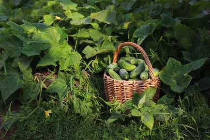 A növekvő uborka ültetés, gondozás, trágyázás, kultúrnövény