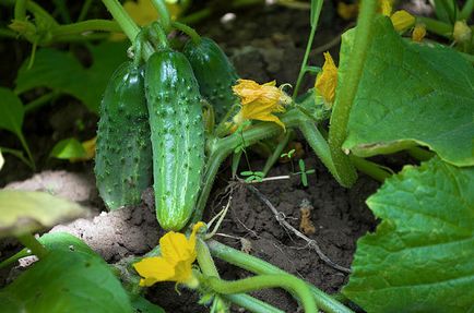 A növekvő uborka ültetés, gondozás, trágyázás, kultúrnövény
