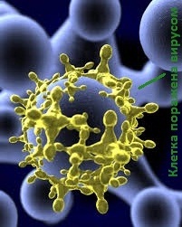 Vírusok testünkben, mint az immunrendszer küzd a Virus - az emberi egészség portál