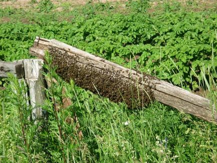 Minden rajzó méhcsaládok és hogyan küzdjünk őket