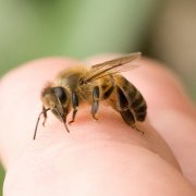 Minden rajzó méhcsaládok és hogyan küzdjünk őket
