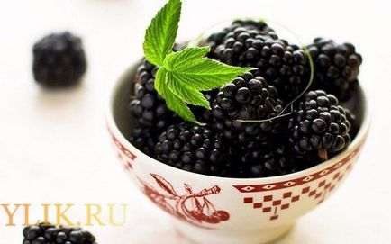 Berry tinktúra alkohol vagy vodka otthon receptek feltételek