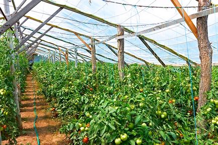 Agrotehnika növekvő paradicsom az üvegházban, fotók