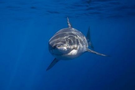 Shark olaj közös véleménye, ár, útmutató, haszon és kár