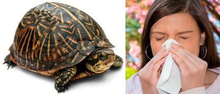 Allergia teknősök, lehet