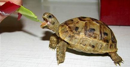 Allergia a teknős gyermekek, felnőttek, tünetek, kezelés (allergia) Allergia a teknős gyermekek, felnőttek, tünetek, kezelés