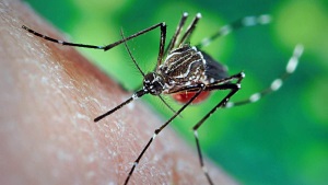 Allergiás a falatok a szúnyogok és más rovarok gyermekek fotó, gyermek kezelés
