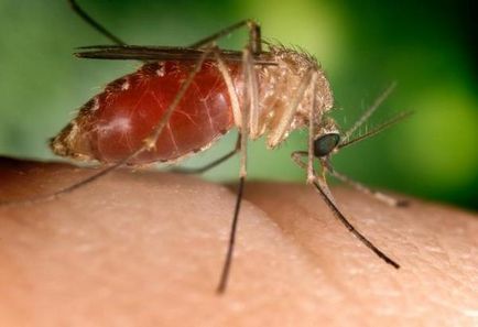 Allergiás a szúnyogcsípés egy gyermek