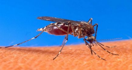 Allergiás a szúnyogcsípés egy gyermek és egy felnőtt, hogyan kell kezelni a duzzanat