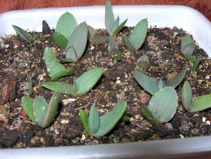 Aloe vera termesztése és az otthoni ápolást az, átadása és a szaporodás növények