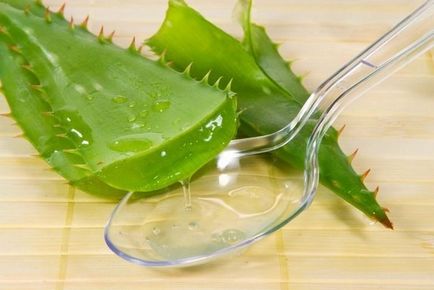 Aloe vera - az otthoni ápolást az, transzfer, reprodukció, a betegségek és a kártevők