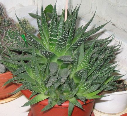 Aloe vera - az otthoni ápolást az, transzfer, reprodukció, a betegségek és a kártevők