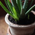 Aloe vera növény gondozása és növekedési otthon
