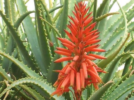 Aloe vera növény gondozása és növekedési otthon