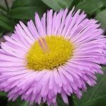 Alpine Aster (hosszú távú) növekvő magról - a magtól a virágzás, szeretem a kertben