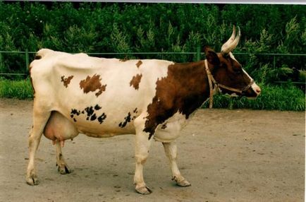 Ayrshire fajta tehén fotók, vélemények, ár