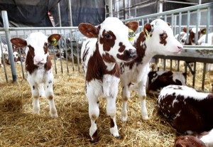 Ayrshire fajta tehenek leírás, fényképek, a termelékenység