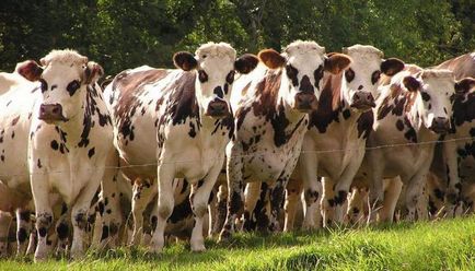 Ayrshire fajta tehén - egy remekmű a tejelő szarvasmarhák