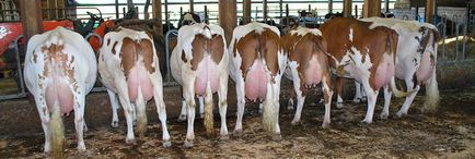Ayrshire fajta tehén - egy remekmű a tejelő szarvasmarhák