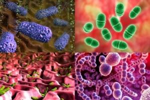 Szimbiotikus baktériumokat él az emberi szervezetben, a növények és az állatok