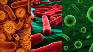 A baktériumok a belekben értékének szerepük az emésztés az emberi