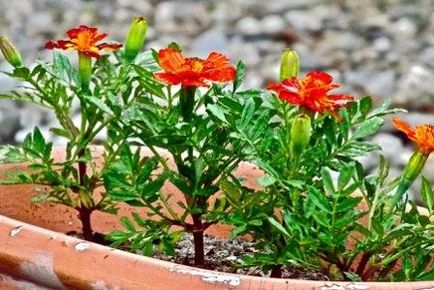 Marigolds növekvő magról ültetett nyílt terepen