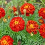 Marigolds növekvő magról ültetett nyílt terepen