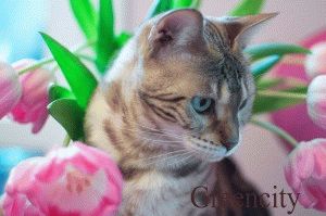 Bengáli macska fajta leírás, fotók, árak, képességgel, videó, weboldal „bögre”