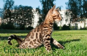Bengáli macska fajta leírás, fotók, árak, képességgel, videó, weboldal „bögre”