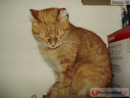 Származás macskák és mesztic - „macska-szerű liligronka állandó szívünkben örökre