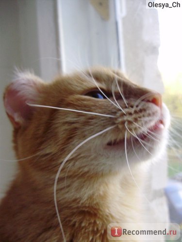 Származás macskák és mesztic - „macska-szerű liligronka állandó szívünkben örökre