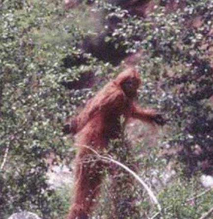 Bigfoot - mítosz vagy valóság - Sea tények