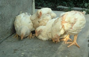 Betegségek csirkék tünetek, megelőzési és kezelési eljárások