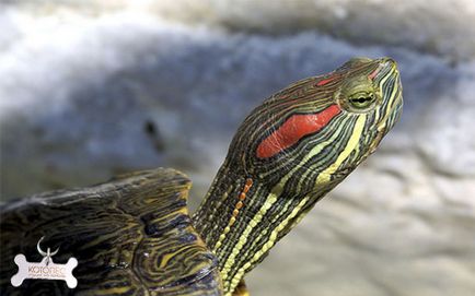 Szembetegség krasnouhih teknősök tünetek és kezelés