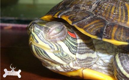 Szembetegség krasnouhih teknősök tünetek és kezelés