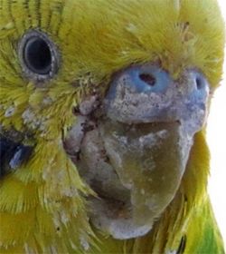 Betegségek a csőrét papagájok - kezelik időben!