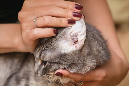 Betegségek fülében a macskák - Kép, tünetek és kezelés
