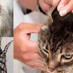 Betegségek fülében a macskák tünetei és kezelése fotók, jelei fül betegség macskák és kiscicák, kotizm