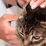 Betegségek fülében a macskák tünetek, panaszok kezelésére, megelőzésére, Állatorvosi Szolgálat Vladimir
