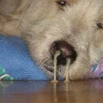 Betegségek A fül kutyák tünetei és kezelése, fotó, jelek, kutyaház