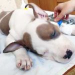 Betegségek A fül kutyák tünetei és kezelése, fotó, jelek, kutyaház
