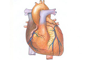Fájdalom alatt a bal szívfél okozza