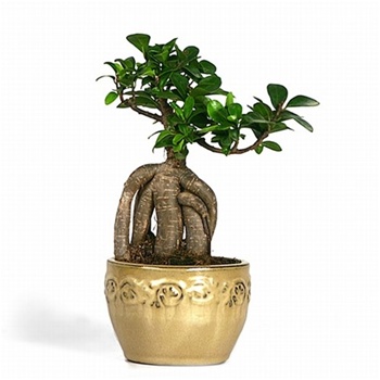 Bonsai Ficus Ginseng