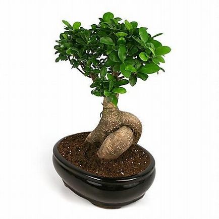 Bonsai Ficus Ginseng