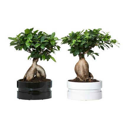 Bonsai Ficus Ginseng