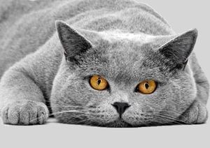 Brit rövidszőrű fajta karakter, szokásait, hogyan lehet növelni a cica és a macska