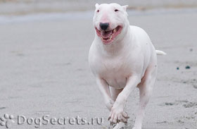 Bull terrier fajta leírás, kutyák karakter, ár, fotó