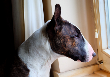 Részletes leírás A Bull Terrier kutyafajta fotókkal és videó