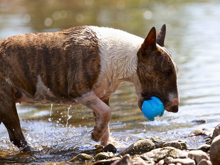 Részletes leírás A Bull Terrier kutyafajta fotókkal és videó